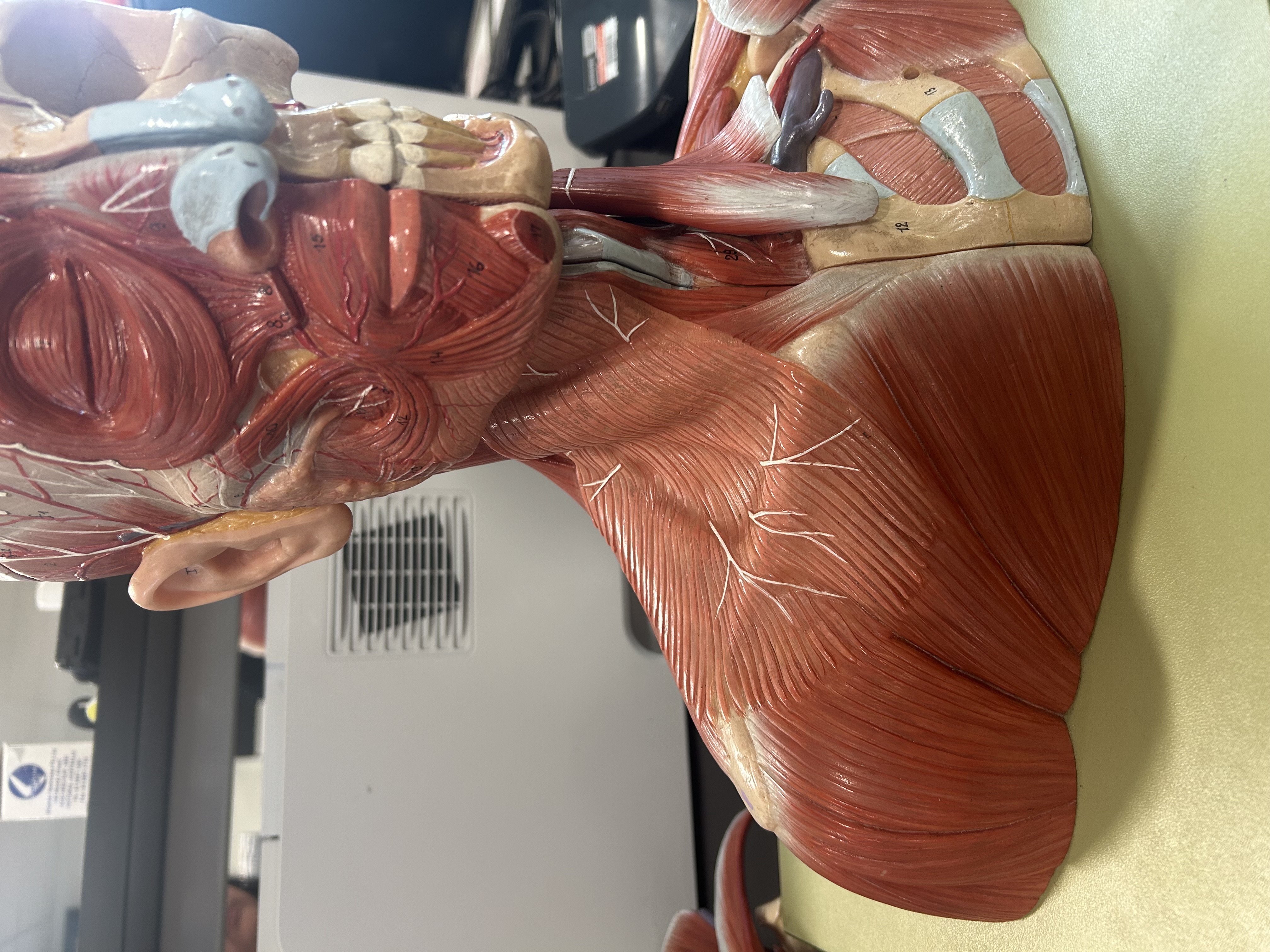 <p>What is the function of muscle 17?</p>