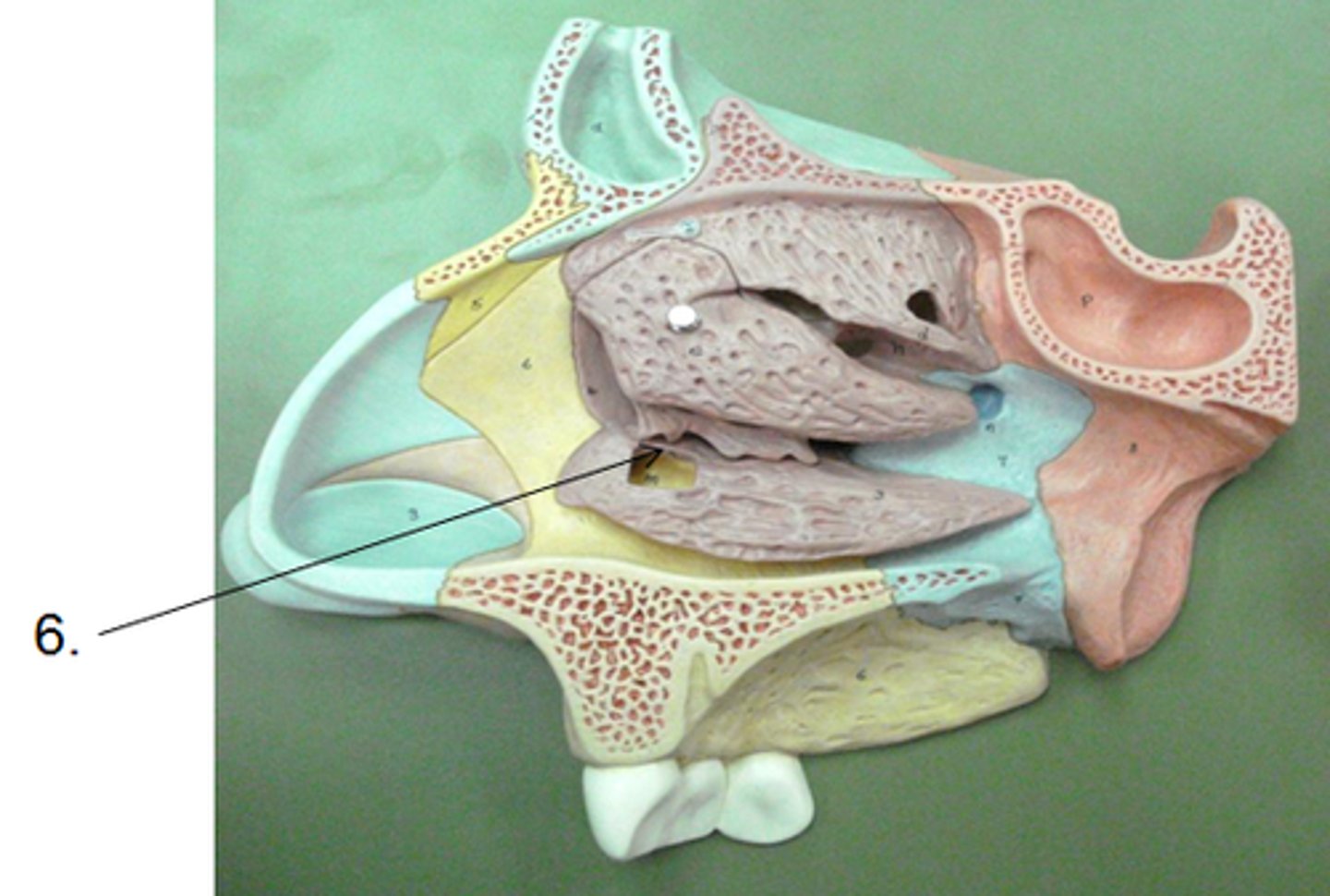 knowt flashcard image