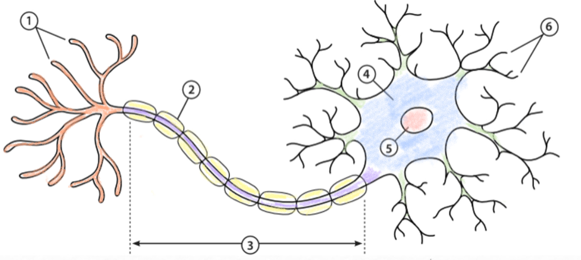 1. Axon terminals: the end of the neuron that releases a neurotransmitter that carries its message to other neurons. 2. Myelin sheath: a fatty substance that coats and helps insulate the axon for faster transmission. 3. Axon: a nerve fibre that transmits information away from the cell body to other neurons. 4. Cell body: the cell body combines information received from the dendrites and sends them to the axon. 5. Neculus: an organelle in the cell body that contains the cell's DNA. 6. Dendrites: thin finger-like strictures that receive electrical impulses from other neurons and transmit them to the cell body of the neuron.