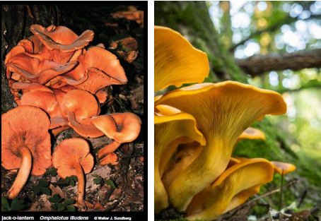 <p>Jack-O-Lantern gills</p>