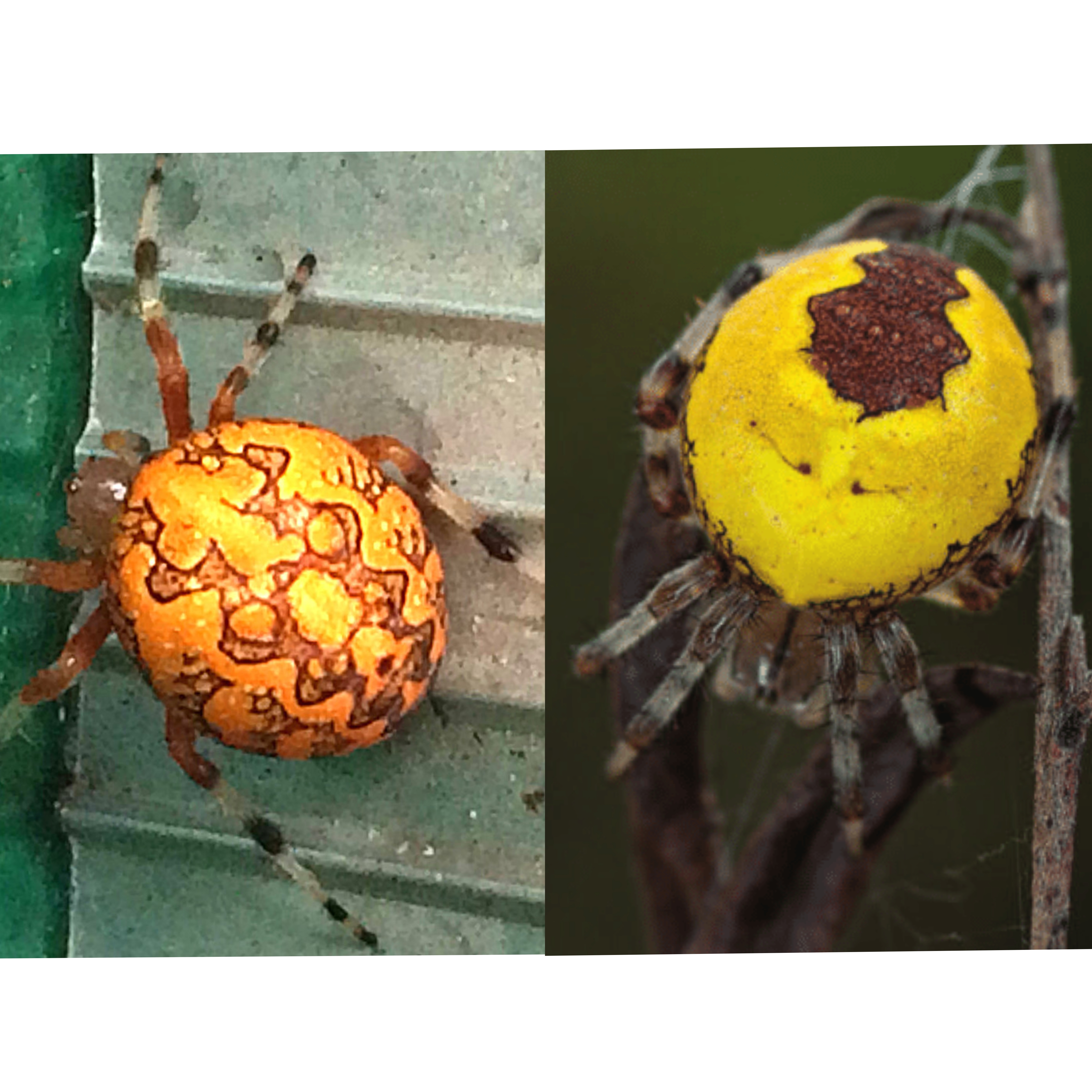 <p>Kmeň: Arthropoda</p><p>Amandibulata</p><p>Podkmeň: Chelicerata</p><p>Trieda: Arachnida</p><p>Rad: Araneae</p>