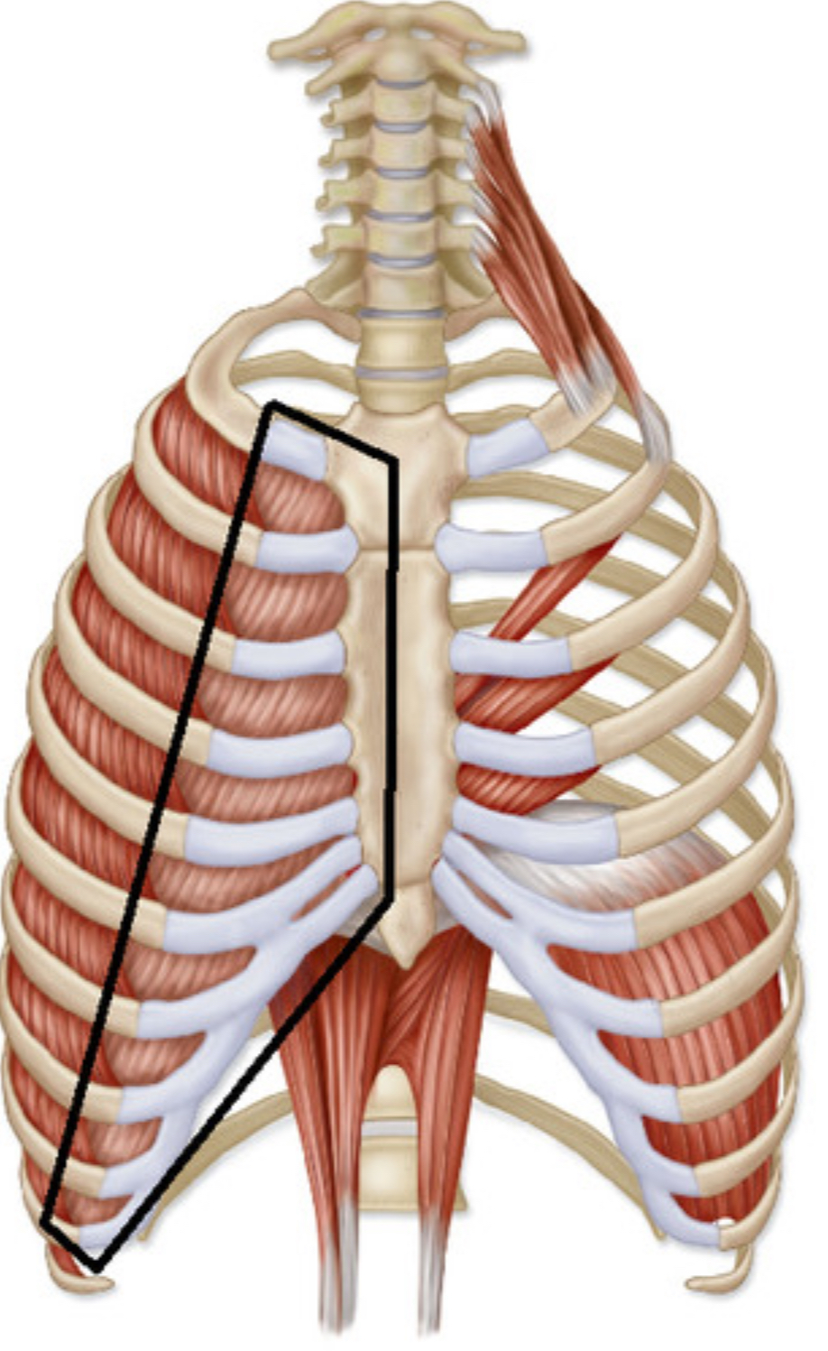 <p>what muscle is this?</p>