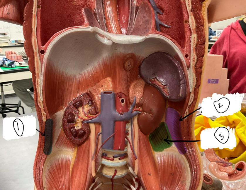 <p>What is muscle 1</p>