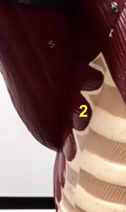 <p>Name another protraction of the scapula?</p>