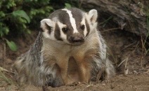 <p>Genus,species,habitat?</p>