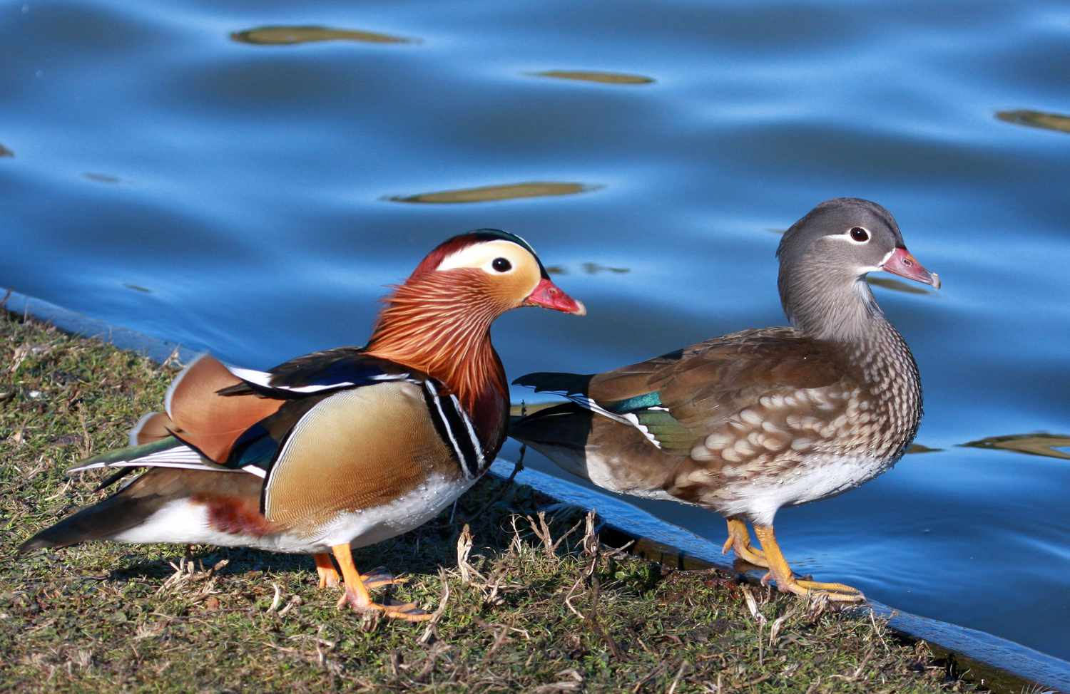 <p>term that describes phenotypes within a species is distinct and have nothing to do with reproduction</p><ul><li><p>e.g) size difference between males and females </p></li></ul><p></p>