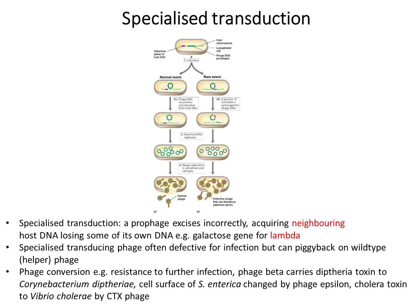 <ul><li><p><strong>when some viruses inject their DNA into the host cell, it gets integrated into the host DNA as a prophage</strong>, using site-specific endonucleases</p></li><li><p>this can stay there, being <strong>normally transcribed </strong>by the bacteria, until some kind of <strong>stress</strong>, when it <strong>excises </strong>and <strong>replicates </strong>(by rolling-circle replication, which is very efficient) when the <strong>lytic cycle</strong> is induced</p></li><li><p>rarely, when the prophage enters the lytic cycle, it <strong>doesn’t excise correctly </strong>and takes some bacterial DNA with it, missing a bit of viral DNA, and so producing a <strong>defective </strong>phage that will <strong>transduce </strong>the donor DNA into a host cell</p></li></ul><p></p>