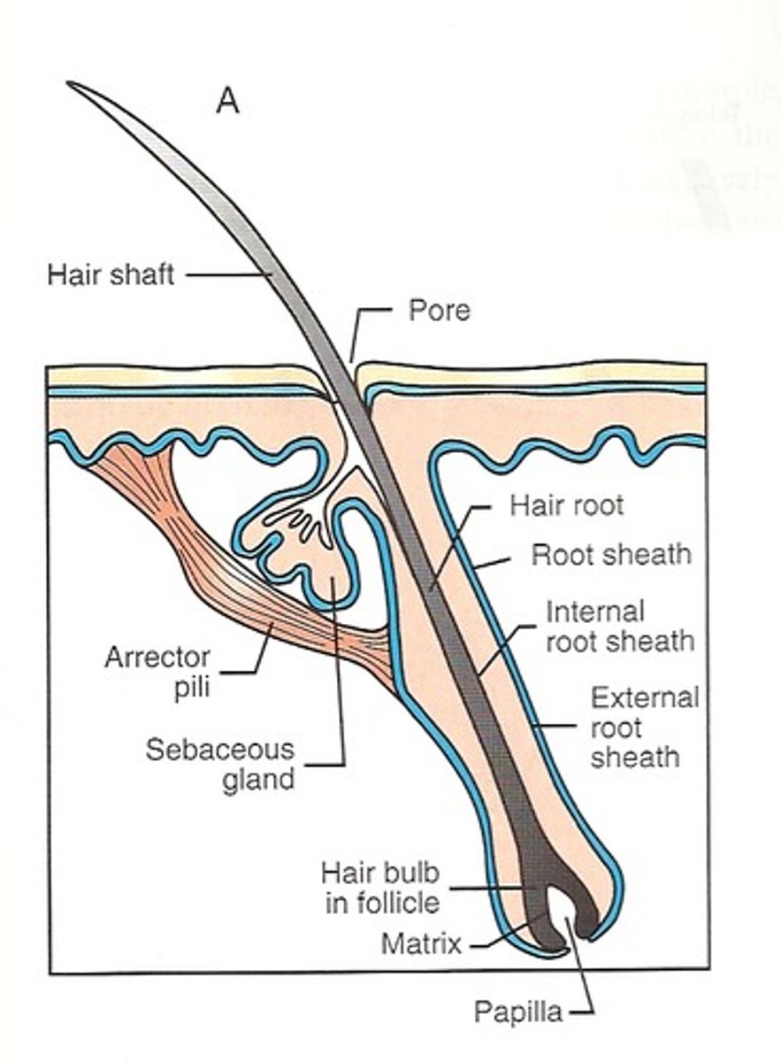 <p>Distributed body wide except for palms, soles, lips, nipples. &amp; part of external genitalia,</p><p>Strand of dead, hard keratinized epithelial cells projecting from an invaginated tunnel in the epidermal and dermal layers called the hair follicle</p>