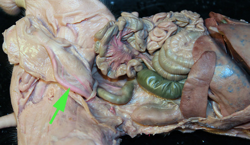 <p><span>The vessel marked by the green arrow is a branch of a </span><strong>pulmonary artery</strong></p>