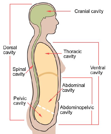 <p><span>the spinal cord and the spinal nerve roots branching off the spinal cord bilaterally</span></p>