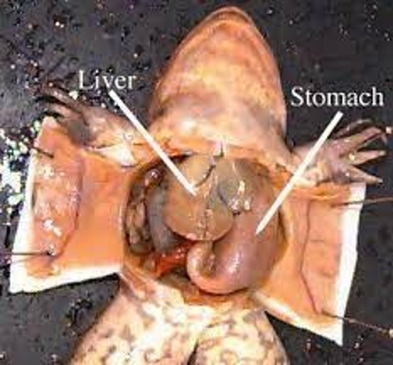 <p>stomach: digestion</p>