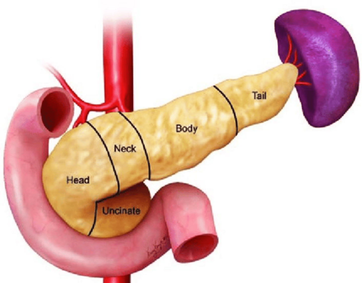 <p>Head, uncinate process, neck, body, tail.</p>