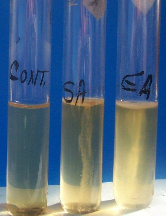 <p>What reagents are used in this test?</p>
