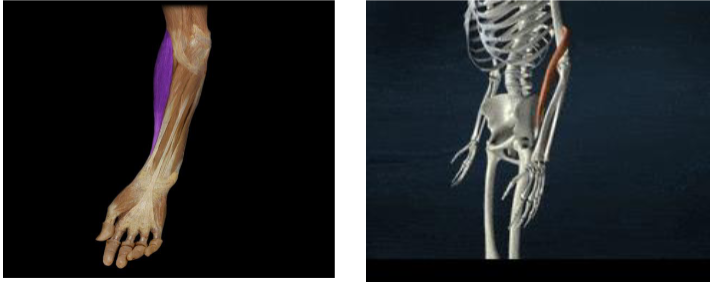 <p>Action: Elbow flexion, slight wrist radial deviation</p>