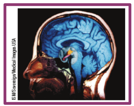 <p>The hypothalamus (orange in pic) performs various body maintenance functions, including control of hunger. Blood vessel supply the hypothalamus, enabling it to response to our current blood chemistry as well as to incoming neural info about the body’s state</p>