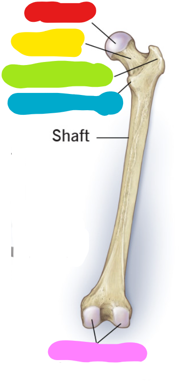 <p>name the yellow feature of the femur</p>