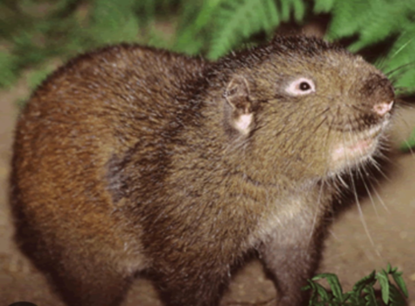 <p>Name, habitat, range</p>