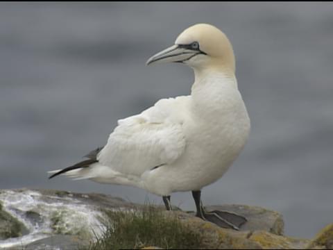 <p>Northern Gannet</p>