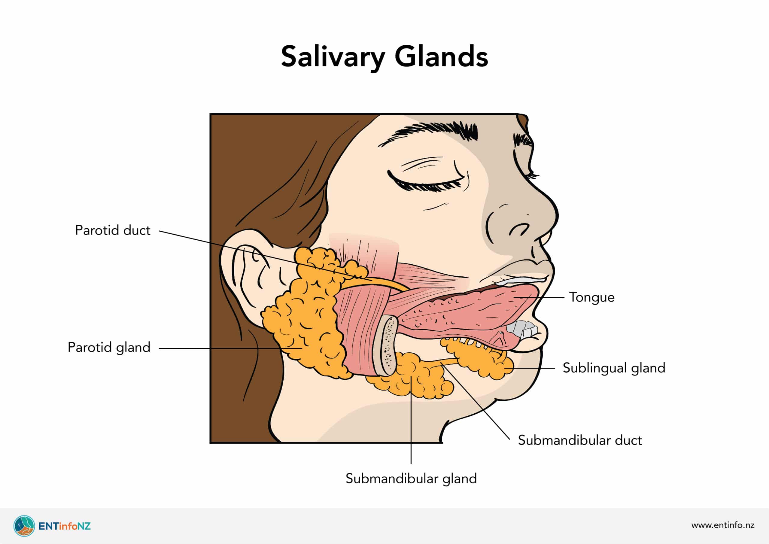 <p>Major - parotid, submandibular, sublingual</p><p>Minor - found all around the mouth</p>