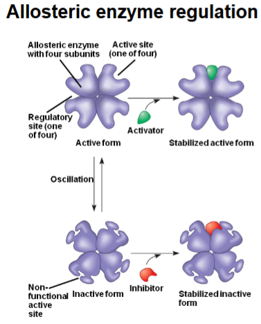 <p>By binding to the regulatory site, the inhibitor stabilizes the inactive form, shutting down enzyme activity. Even small amounts of inhibitor can strongly reduce product formation.</p>