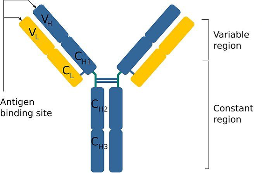 <p>Antibodies are produced by the plasma b-cells. They are specific to antigens on pathogens, bind to them, and kill them</p>
