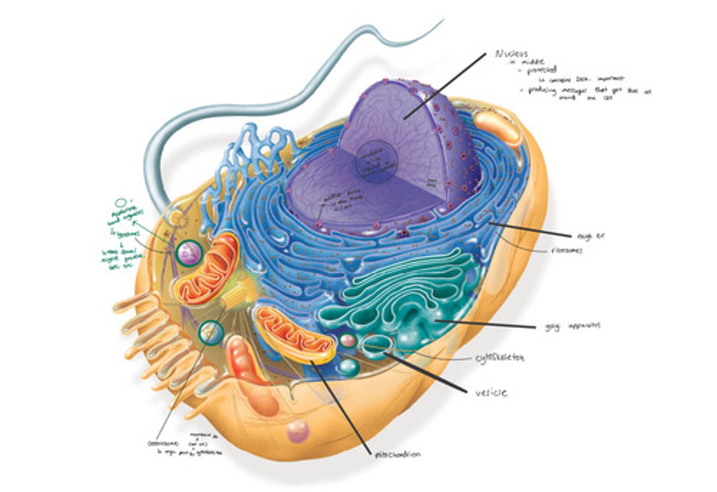 knowt flashcard image