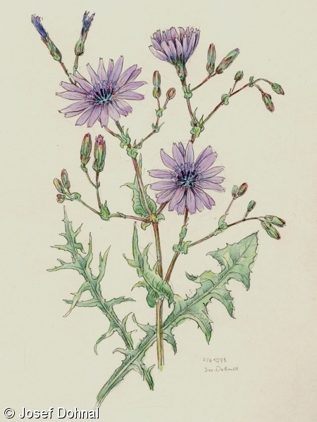 <p>Lactuca perennis - <strong>Asteraceae</strong></p>