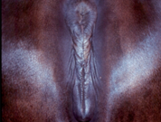 <p>what is good perineal conformation? </p>
