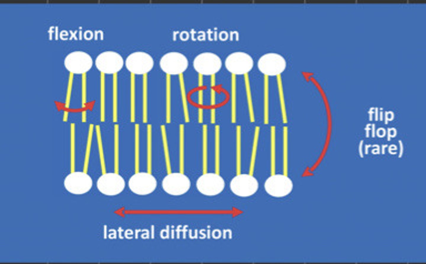 <p>- Intra-chain motion = kink formation in the fatty acyl chains</p><p>- Fast axial rotation</p><p>- Fast lateral diffusion</p><p>- Flip-flop = movement of lipid molecules from one half of bilayer to the other half on a one for one exchange basis</p>