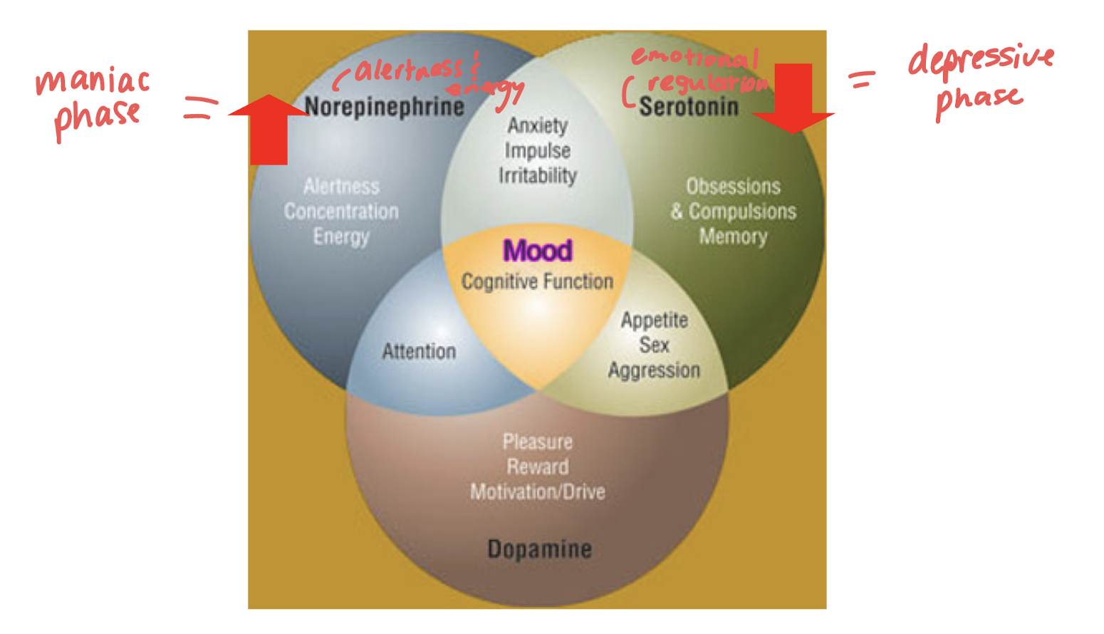 <ul><li><p>norepinephrine: incr alertness & energy (manic phase)</p></li><li><p>serotonin: decreased emotional regulation (depressive phase)</p></li></ul><p></p>