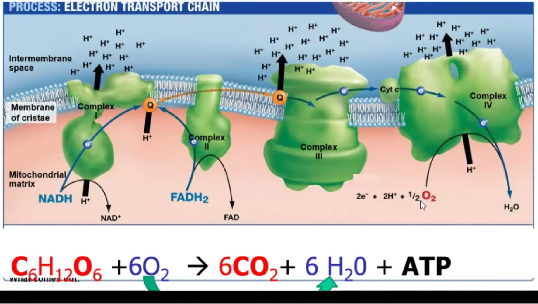 Oxygen accepts Hydrogens and electrons at complex IV, to become the water in the original equation. 
