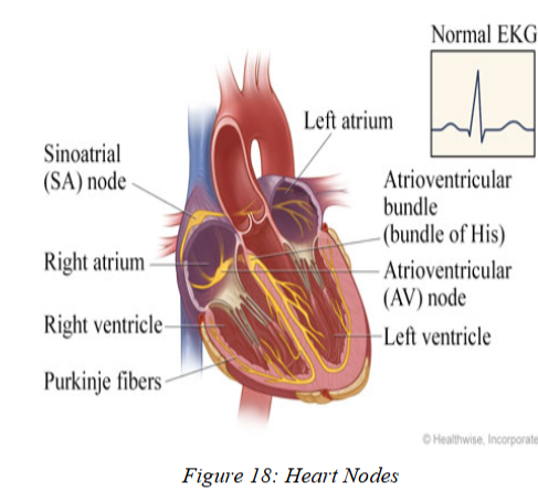 <p>Lose the sinus venosus, remains only as mass of nodal tissue called the <strong>Sinoatrial node</strong> in the <u>right atrium</u>!</p><ul><li><p><strong>SA node</strong> gets ANS input and fires:</p><ul><li><p>Sends depolarization through both atria → they contract.</p></li><li><p>Also activates the <strong>Atrioventricular node</strong>.</p></li></ul></li><li><p><strong>Atrioventricular node</strong> sends depolarization through both ventricles → they contract.</p></li><li><p>Ventricles use special conduction fibers (including <strong>Purkinje fibers</strong>) to spread the signal quickly.</p></li></ul><p></p>