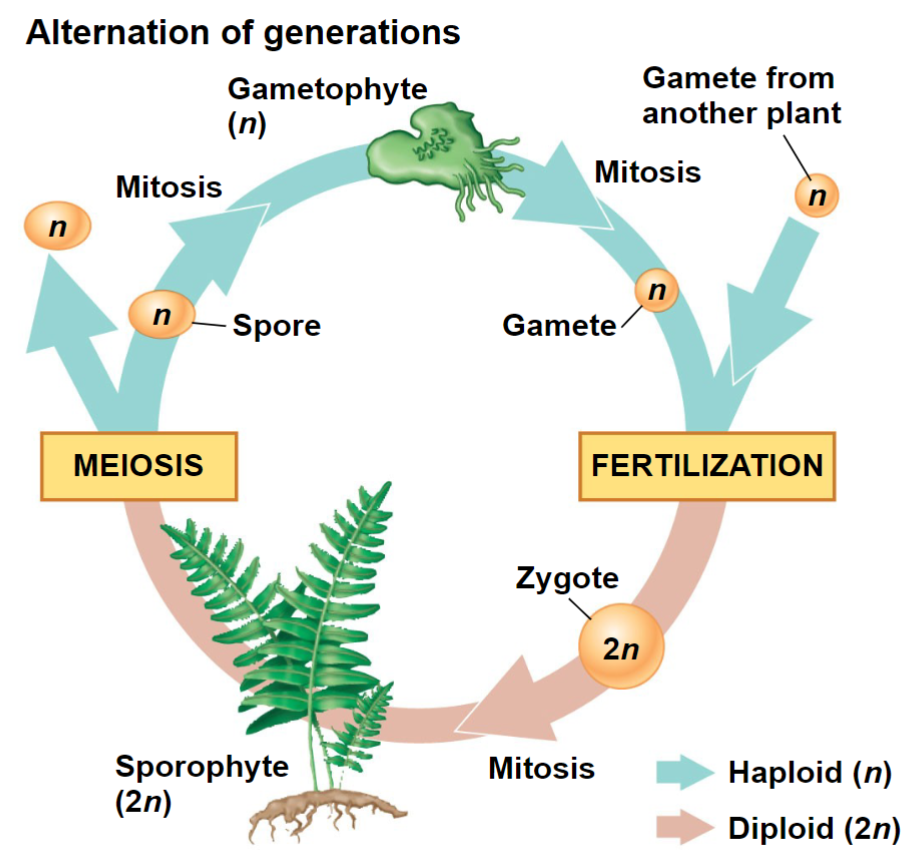 <ul><li><p>Plants alternate between two multicellular<br>generations, a reproductive cycle called alternation<br>of generations</p></li><li><p>The gametophyte generation is haploid and<br>produces haploid gametes by mitosis</p></li><li><p>Fusion of a sperm and egg gives rise to the diploid sporophyte, which produces haploid spores by<br>meiosis</p></li><li><p>Spores develop into gametophytes</p></li></ul>