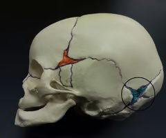 <p>Soft spot in the skull where membranes cover the space between bones</p>