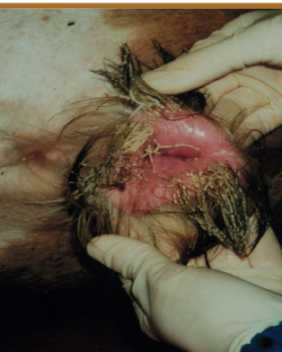 <p>-urethral rupture in steers causes ventral and preputial edema</p><p>-in chronic cases, skin and SQ tissues begin to slough</p><p>-bladder rupture relieves stranguria</p><p>-progressive abdominal distension</p>