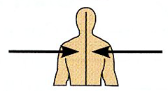 <p>Toward or at the at the midline of the body.</p>