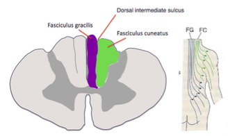 -one of 2 pathways in the dorsal column for touch and proprioception information to travel along up to the thalamus 
-the pathway for a-alpha and a-beta fibers carrying somatic sensory information from the legs
-more medial
-as the spinal cord becomes the medulla, myelinated axons in the pathway get replaced by the nucleus gracilis of the brainstem= switch from white matter to gray matter