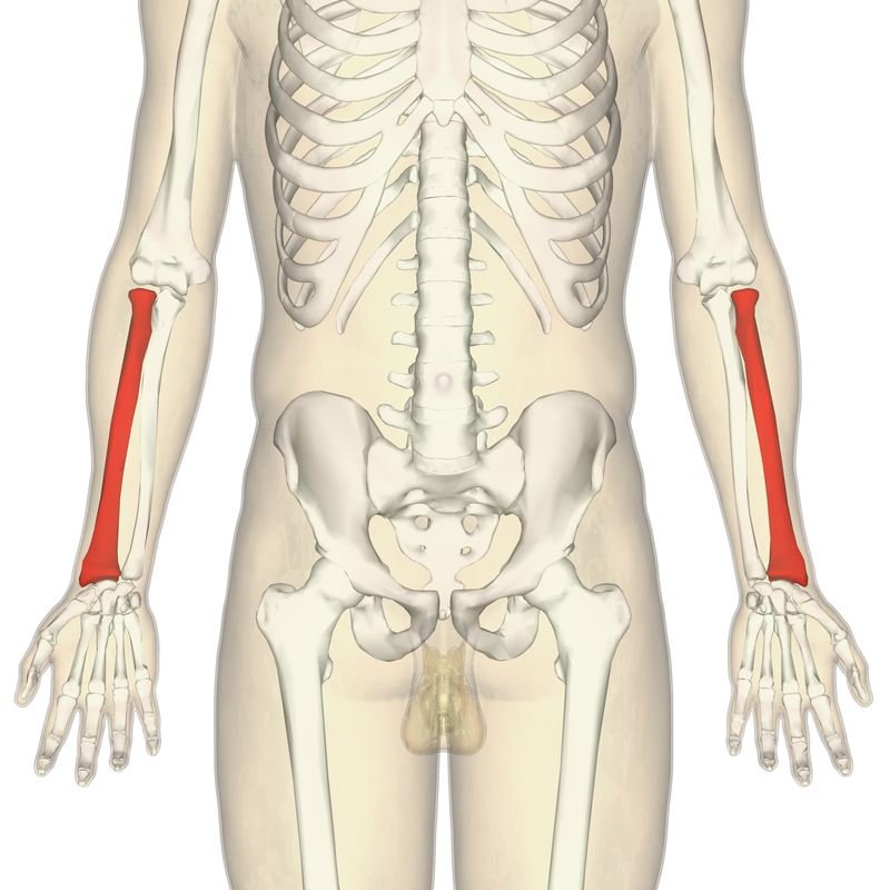<p>head</p><p>radial tuberosity</p><p>lateral to ulna</p><p>shorter than ulna</p>