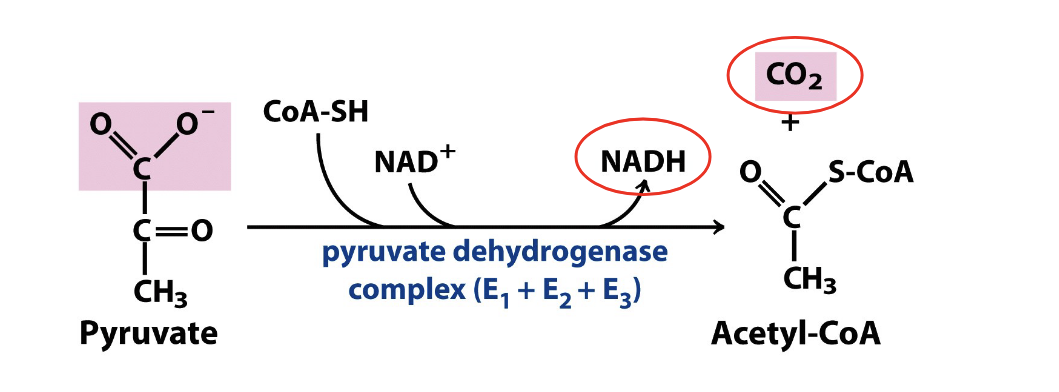 <ul><li><p>product of oxidative decarboxylation of pyruvate is <strong>acetyl coA</strong></p></li><li><p><strong>irreversible </strong>rxn</p><ul><li><p>produces <strong>NADH</strong></p></li><li><p>releases the <strong>first free CO<sub>2</sub></strong></p></li><li><p><strong>thiamin pyrophosphate (TPP) = </strong>coenzyme</p></li><li><p><strong>inhibited by arsenic</strong></p></li></ul></li><li><p>pyruvate → acetyl coA</p><ul><li><p>enzyme = pyruvate dehydrogenase complex</p></li><li><p>NAD+ → NADH</p></li><li><p>CoA-SH attaches to the acetyl group to form acetyl-coA</p></li></ul></li></ul><p></p>