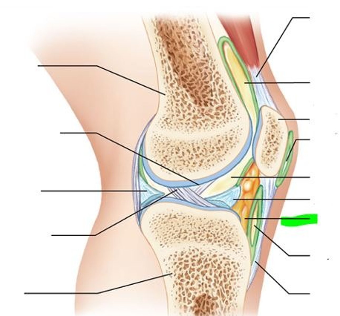 <p>adipose tissue superficial to joint capsule</p>