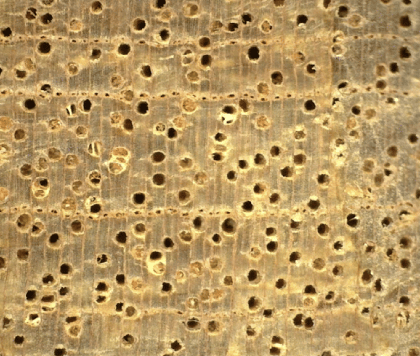 <p>Wood light reddish brown; with empty concentric resin ducts; moderately large pore size</p>