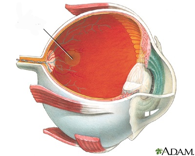 <p>A small, yellowish oval area in the center of the retina responsible for sharp, detailed central vision</p>