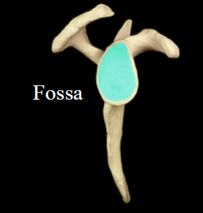 <ul><li><p>depression</p></li><li><p>Ex. Glenoid fossa</p></li></ul>