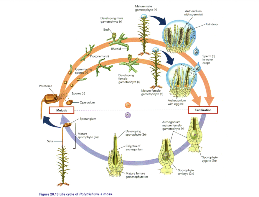 <p>-Alternation of generations</p><ul><li><p>Moss spores produce a plant, the gametophyte</p></li></ul><p>-Sexes are present, but not strongly distinct</p><p>-Sperm fertilizes eggs to form a zygote (beginning of sporophyte)</p><p>-Embryo does not have a dormant or mobile stage</p><p>-Fertilization occurs inside droplets of water</p><p>-Moss sperm are flagellated, attracted by chemicals released by the egg</p><p></p>