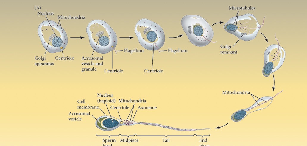 <p>The <strong>acrosome</strong> contains enzymes that help digest and penetrate the egg’s outer layers.</p><p></p><p>The sperm eliminates most of their cytoplasm and primarily functions to transmit their <strong>haploid nucleus (male pronucleus)</strong> to the egg.</p><p></p><p>In many animals, sperm also contribute to a <strong>centriole</strong>. </p><p></p><p>Movement is driven by a <strong>flagellum</strong>, which contains an <strong>axoneme</strong> that is made of <strong>tubulin and dynein</strong>; dynein uses ATP (energy) from mitochondria at the flagellum's base.</p><p></p><p>The <strong>LINC protein</strong> links the acrosome, nucleus, and flagellum together. (think of it as a binding trait) </p>