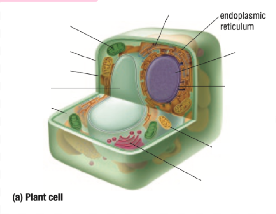 <p>Endoplastic Recticulum</p>