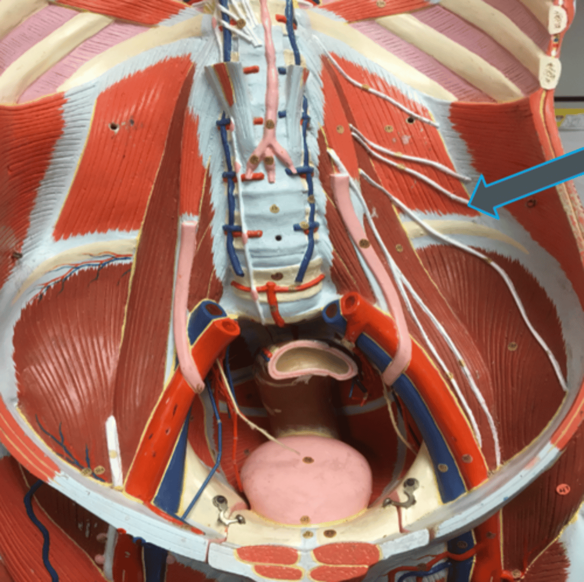 <p>innervates:<br>- internal abdominal oblique</p>