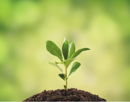 <p>A tree is a <strong>plant</strong>.</p><p><span>|plɑːnt|</span></p><p><span>Растение</span></p>