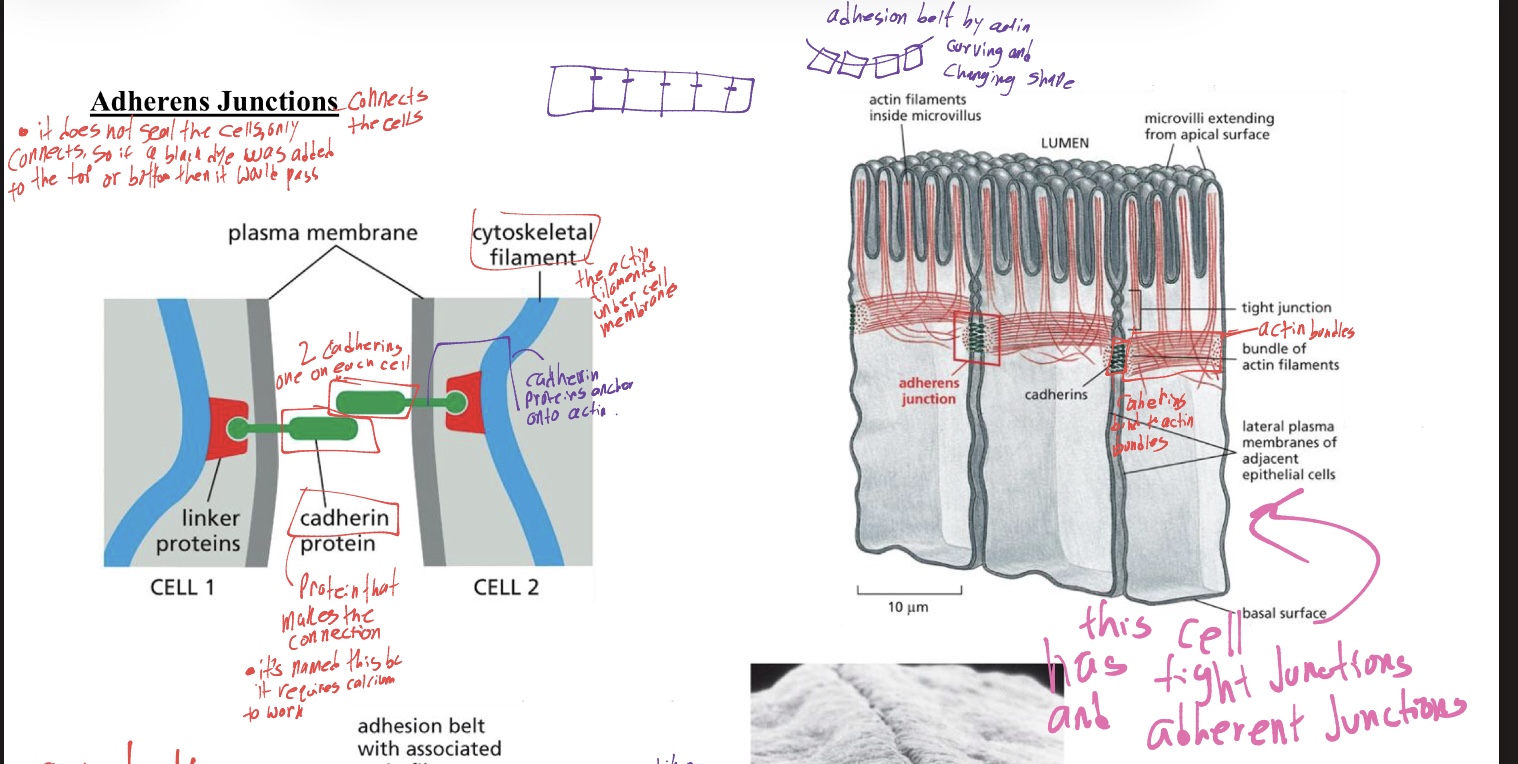 <ul><li><p>connects the cells but don’t seal them like tight junctions, things can flow through these junctions. </p></li><li><p>2 proteins are </p></li></ul><ol><li><p>cadherins: the protein that makes the actual connection, it connect with cadherin on other cell. it also requires calcium to work</p></li><li><p>actin filaments: as it is under the cell membrane, cadherins anchor onto this filament, </p></li></ol><p></p>