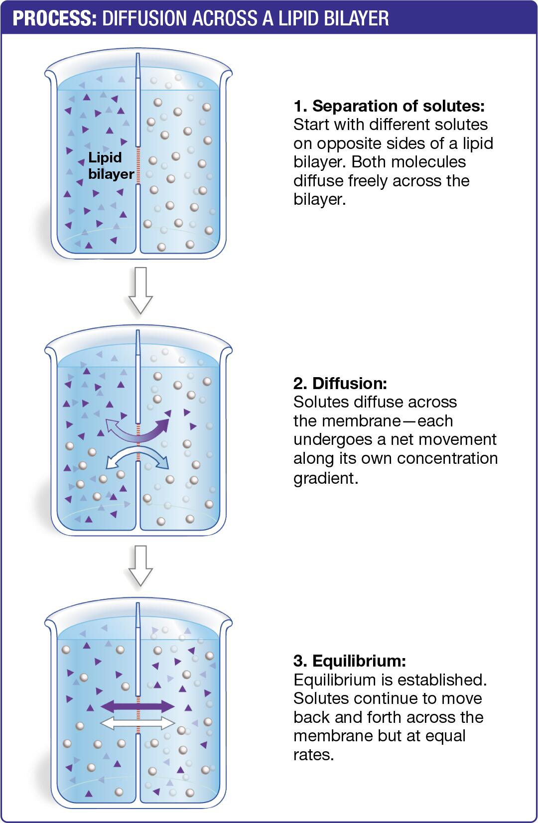 Diffusion across a Selectively Permeable Membrane Establishes an Equilibrium